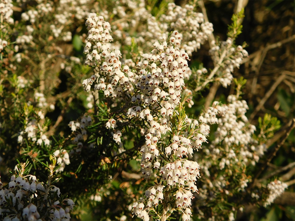 PUNTO DI INTERESSE 2 A | ERICA