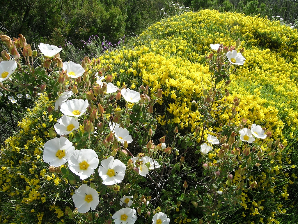 POINT OF INTEREST 2C | MAQUIS