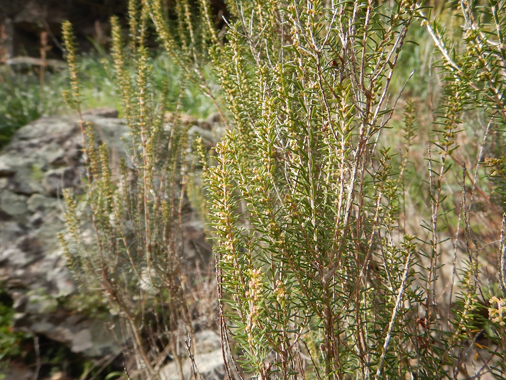 POINT OF INTEREST 2D | HEATHER