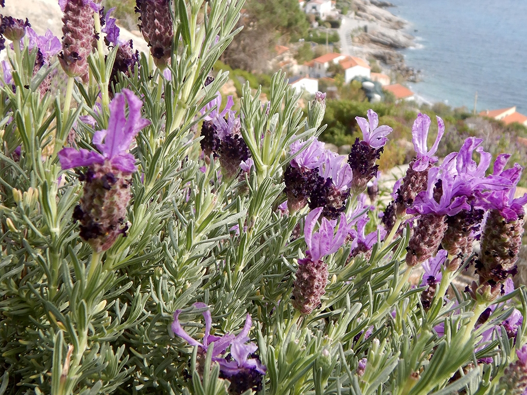 POINT OF INTEREST 3A | LAVENDER