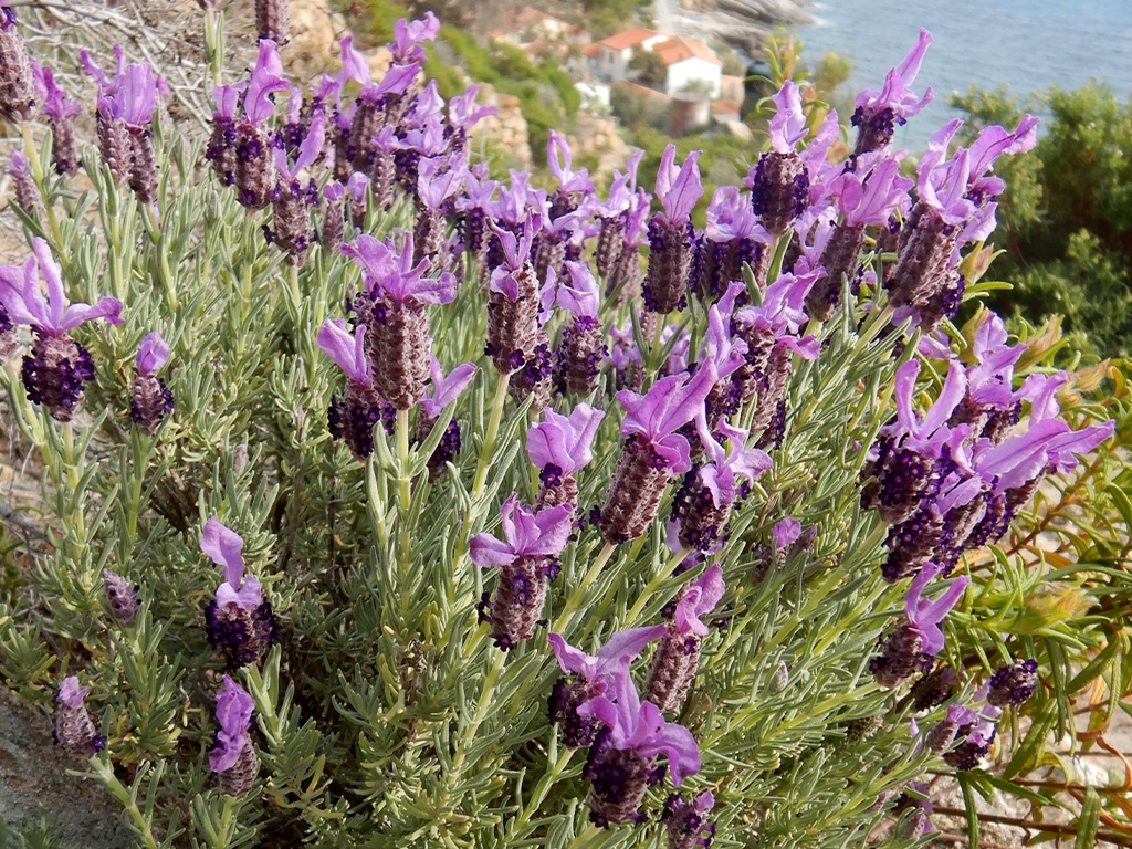 PUNTO DI INTERESSE 3 D | LAVANDA