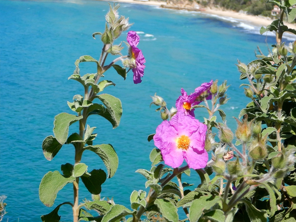 POINT OF INTEREST 4E | ROCKROSE