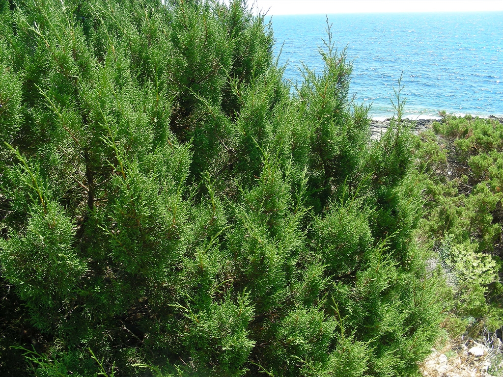 PUNTO DI INTERESSE 5 E | GINEPRO