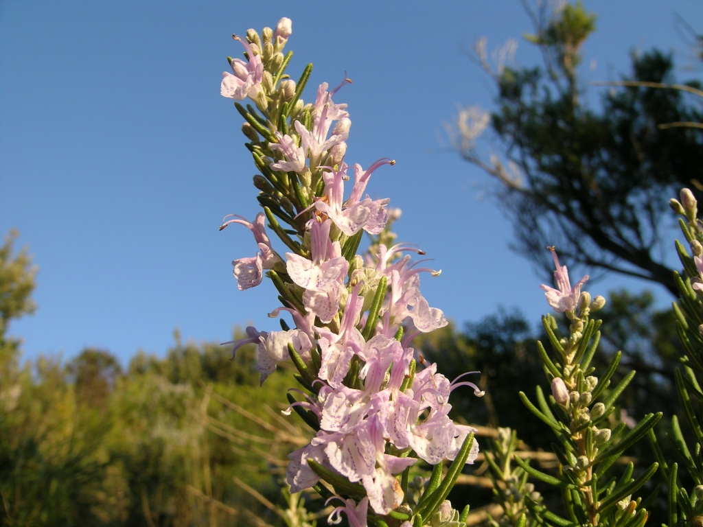 PUNTO DI INTERESSE 6 A | ROSMARINO (aspetti botanici)