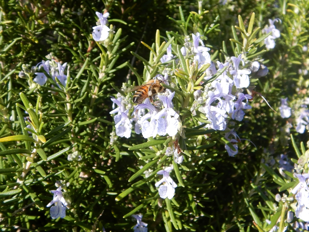 POINT OF INTEREST 6C | ROSEMARY