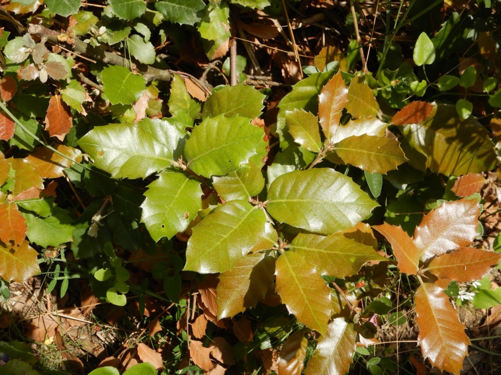 PUNTO DI INTERESSE 7 A | LECCIO (aspetti botanici)