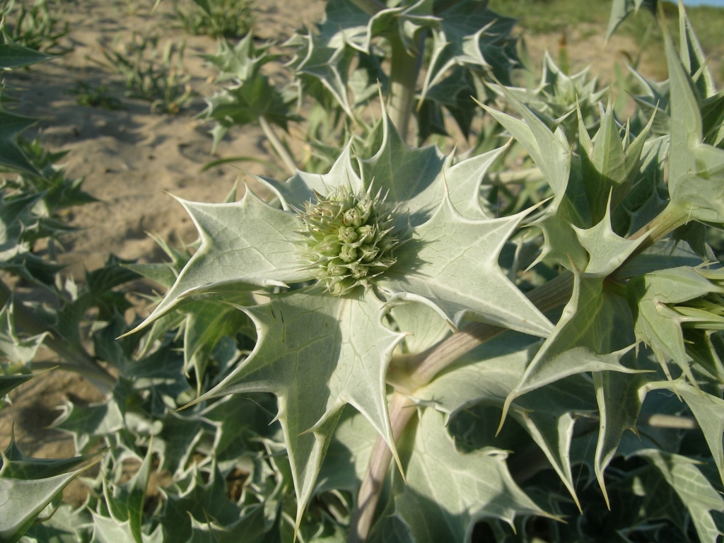 PUNTO DI INTERESSE 7 C | FLORA AMBIENTI SABBIOSI