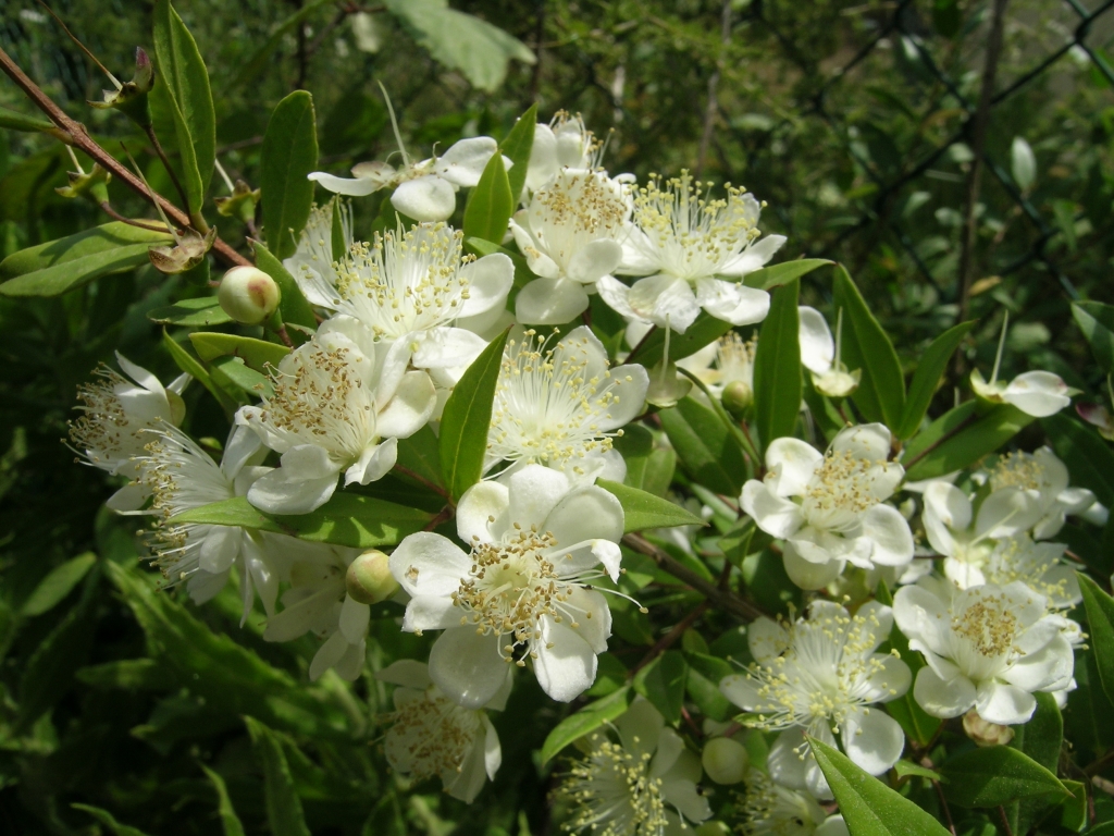 PUNTO DI INTERESSE 8 B | IL MIRTO (aspetti botanici)