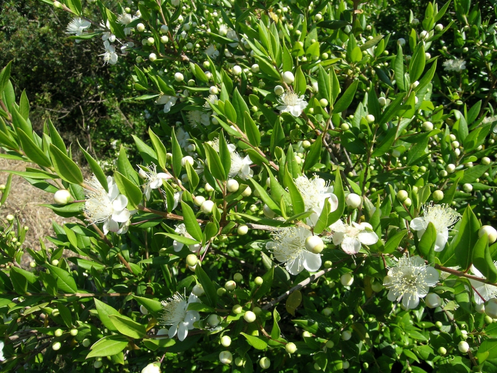 POINT OF INTEREST 8C | MYRTLE