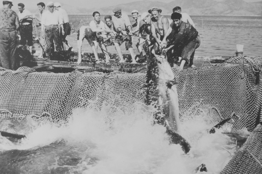 PUNTO DI INTERESSE 8 D | PESCA DEL TONNO