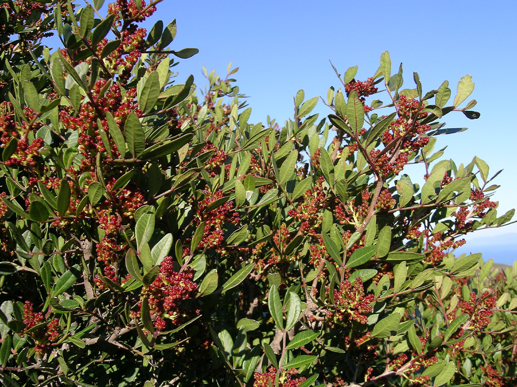POINT OF INTEREST 1D | LENTISK